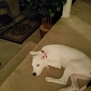 Meet your Posher, Nacovion